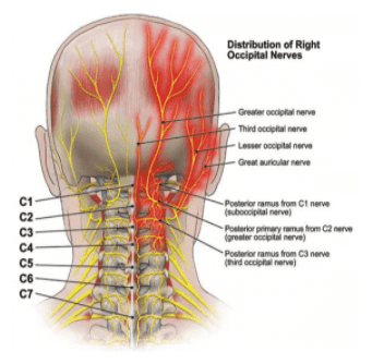 right occipital nerve distribution